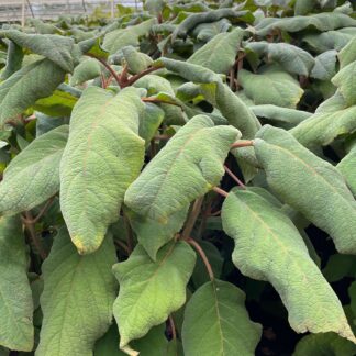 Samthortensie 'Macrophylla' C5 80 - 100 cm Liefergröße: 80 - 100 cm*