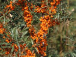 Sanddorn 'Vitaminhochzeit' (m/w), 60-100 cm, Hippophae rhamnoides 'Vitaminhochzeit' (m/w), Containerware*