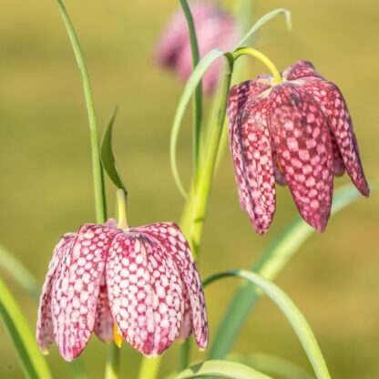 Schachbrettblume, rot*