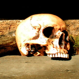 Schädel anatomisch, Totenschädel lebensecht, Studienobjekt, ohne U-Kiefer*