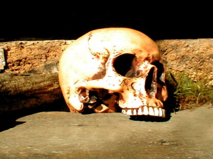 Schädel anatomisch, Totenschädel lebensecht, Studienobjekt, ohne U-Kiefer*