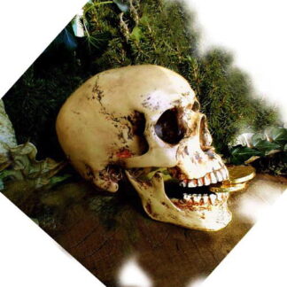 Schädel, anatomisch lebensecht, Totenkopf, Totenschädel + Unterkiefer, Gothik*