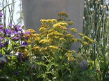 Schafgarbe 'Milly Rock Yellow Terracotta', Achillea millefolium 'Milly Rock Yellow Terracotta', Topfware*