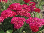 Schafgarbe 'Tutti Frutti Pomegranate', Achillea millefolium 'Tutti Frutti Pomegranate', Containerware*
