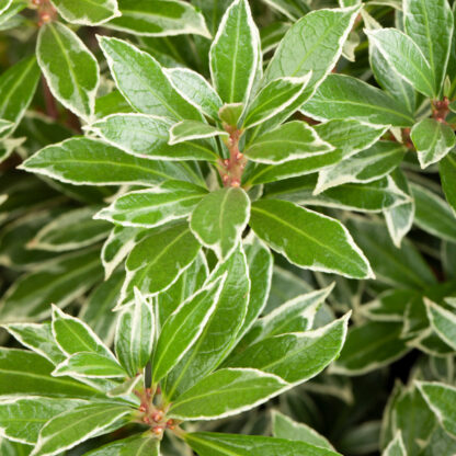 Schattenglöckchen 'Little Heath', weiß*