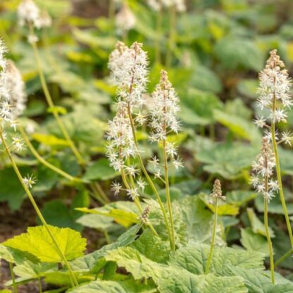 Schaumblüte, 1 Pflanze, gelb-weiß*