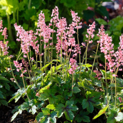 Schaumglöckchen 'Pink Revolution', rosa*