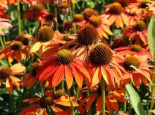 Scheinsonnenhut 'Lakota Orange', Echinacea purpurea 'Lakota Orange', Topfware XL*