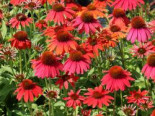 Scheinsonnenhut 'Lakota Red', Echinacea purpurea 'Lakota Red', Topfware*