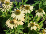 Scheinsonnenhut 'Mellow Yellow', Echinacea purpurea 'Mellow Yellow', Topfware*