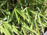 Schirmbambus 'Campbell', 150-200 cm, Fargesia robusta 'Campbell', Containerware*