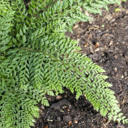 Schmaler Filigranfarn  'Proliferum'*