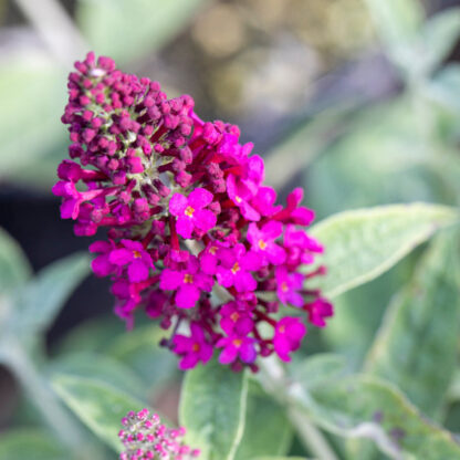 Schmetterlingsflieder 'Miss Molly', rot*