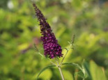 Schmetterlingsflieder / Sommerflieder 'African Queen', 40-80 cm, Buddleja davidii 'African Queen', Containerware*