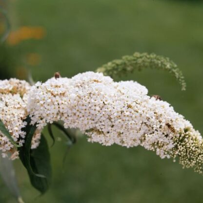 Schmetterlingsflieder 'White Profusion', weiß*