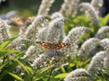Schnee-Felberich, Lysimachia clethroides, Containerware*