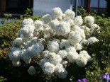 Schneeball 'Eskimo', Stamm 50 cm, 60-80 cm, Viburnum 'Eskimo', Stämmchen*