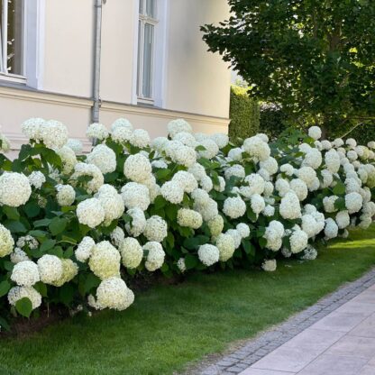 Schneeball-Hortensie 'Annabelle', 6 Pflanzen, 6 Pflanzen, weiß*