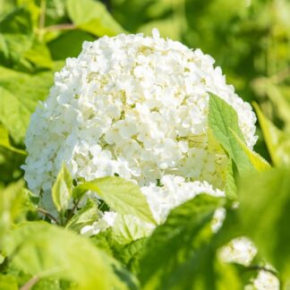 Schneeballhortensie 'Annabelle®', weiß*
