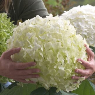 Schneeballhortensie 'Strong Annabelle®', weiß*