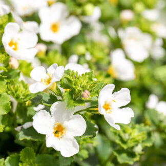 Schneeflockenblume, weiß*