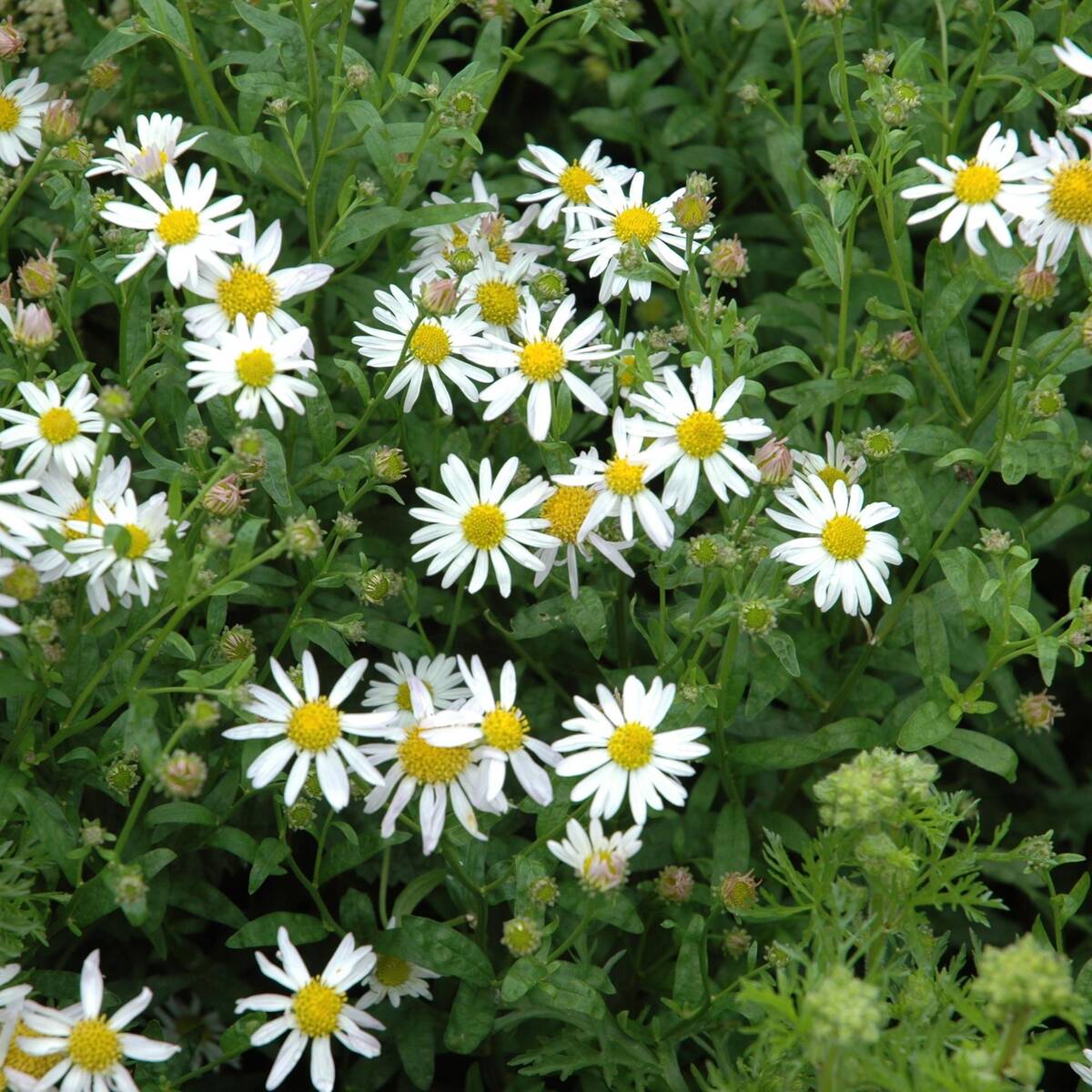 Schönaster 'Alba', weiß*