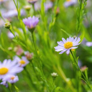 Schönaster 'Blue Star', blau*