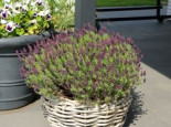 Schopf-Lavendel 'Anouk' / 'Dark Purple', Lavandula stoechas 'Anouk' / 'Dark Purple', Containerware*