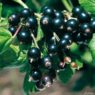 Schwarze Johannisbeere 'Titania®' 3 Liter Container, 30 - 40 cm Liefergröße: 30 - 40 cm*