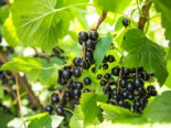 Schwarze Johannisbeere 'Silvergieters Schwarze', Stamm 50-60 cm, 60-100 cm, Ribes nigrum 'Silvergieters Schwarze', Stämmchen*
