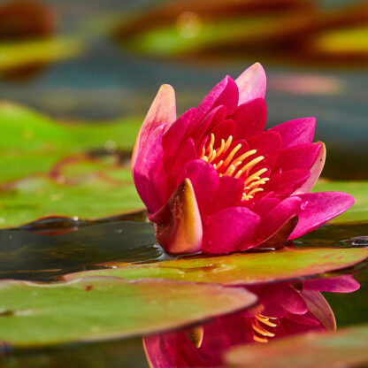 Seerose 'Burgundy Princess'*