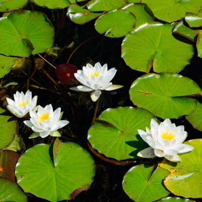 Seerose 'Hever White'*