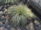 Segge 'Frosted Curls', Carex albula 'Frosted Curls', Containerware*