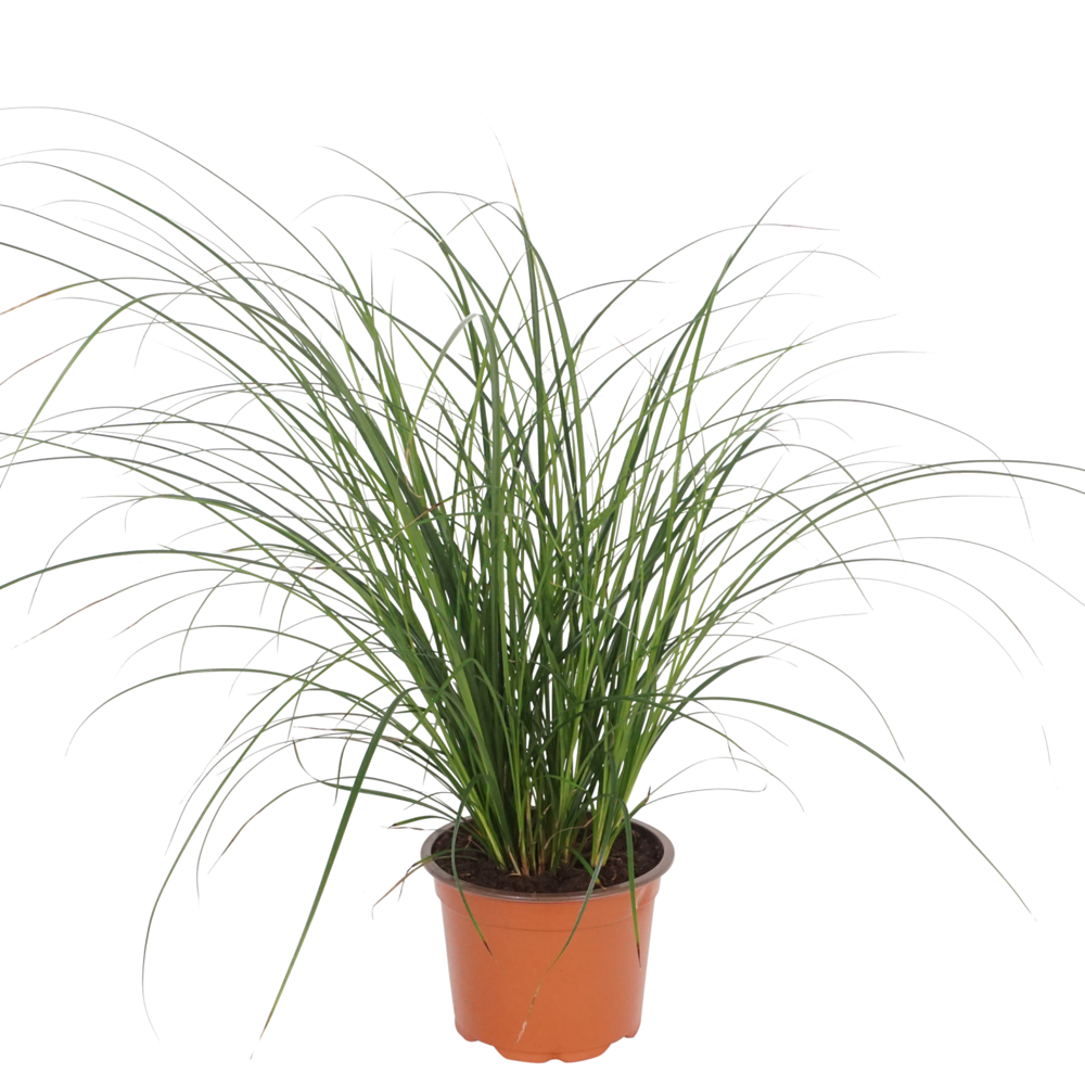 Segge 'Magic Green', grün*