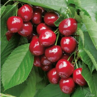 Selbstfruchtende Süßkirsche 'Lapins' Liefergröße: 60 cm Stammhöhe*