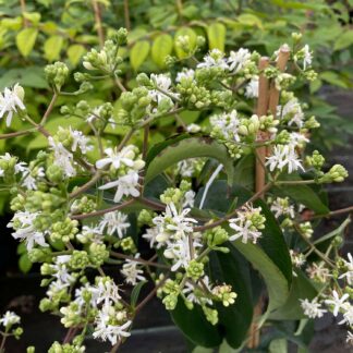 Sieben-Söhne-des-Himmels-Blume C5 60-80 Liefergröße: 60 - 80 cm*