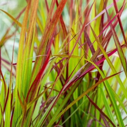 Silberhaargras 'Red Baron'*