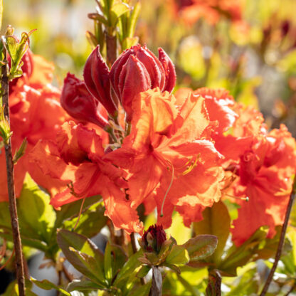 Sommergrüne Azalee 'Gibraltar', orange*