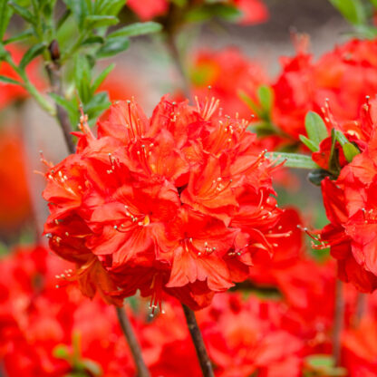 Sommergrüne Azalee 'Parkfeuer', rot*