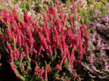 Sommerheide / Besenheide 'Disco Queen', 10-15 cm, Calluna vulgaris 'Disco Queen', Topfware*