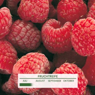 Sommerhimbeere 'Tulameen' Liefergröße: kräftige Ruten*