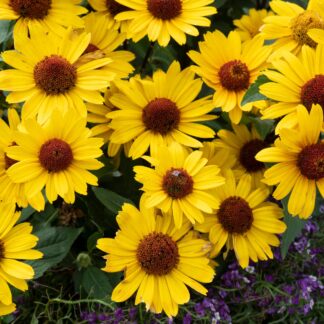 Sonnenauge 'Punto Rosso', gelb-orange*