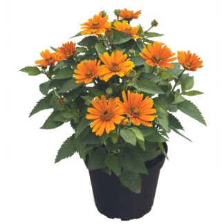 Sonnenauge Sole d'Arancia', orange*