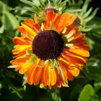 Sonnenbraut 'Short'n Sassy' Lieferform: Im 0,5 Liter Topf*