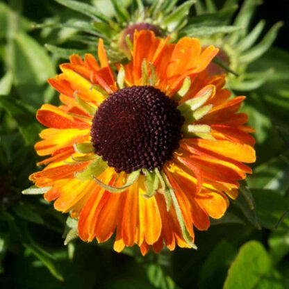 Sonnenbraut 'Short'n Sassy' Lieferform: Im 0,5 Liter Topf*