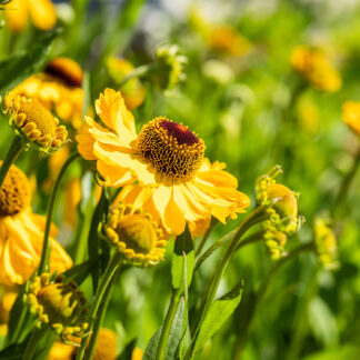 Sonnenbraut Goldrausch Lieferform: Im Topf*