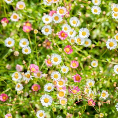 Spanisches Gänseblümchen, weiß-rosa*