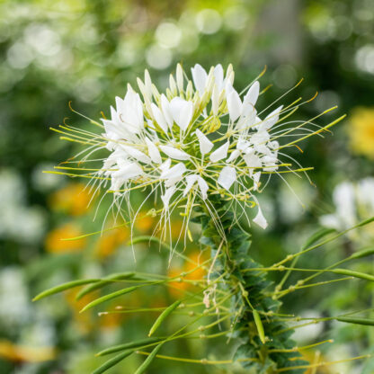 Spinnenblume, weiß*