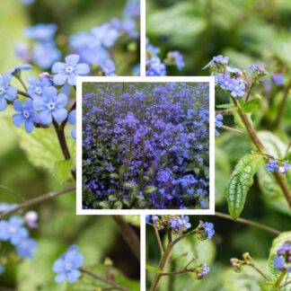Stauden-Set "Schattiges Trio", 3 Pflanzen, blau*