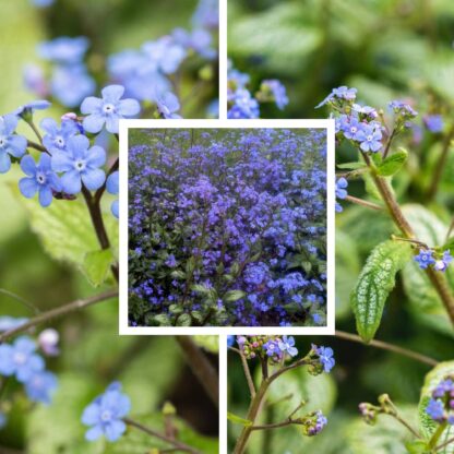 Stauden-Set "Schattiges Trio", 3 Pflanzen, blau*
